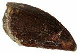 Serrated, Raptor Tooth - Real Dinosaur Tooth #275117-1